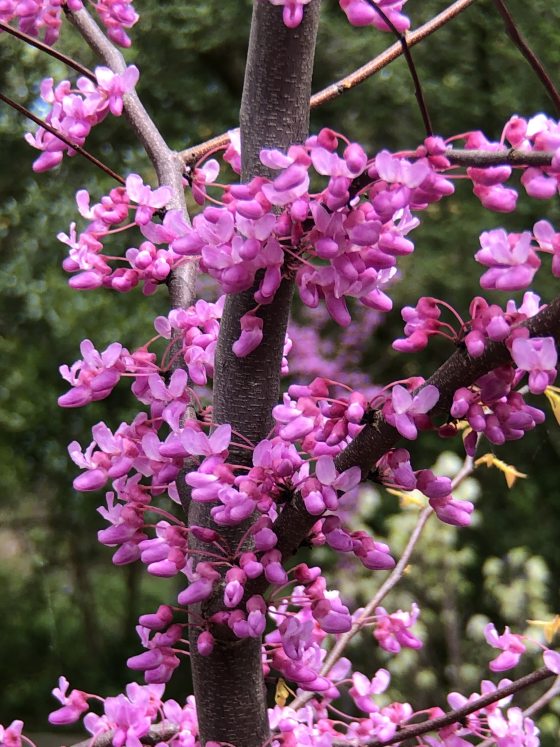 An eastern redbud in bloom with pink petals. 